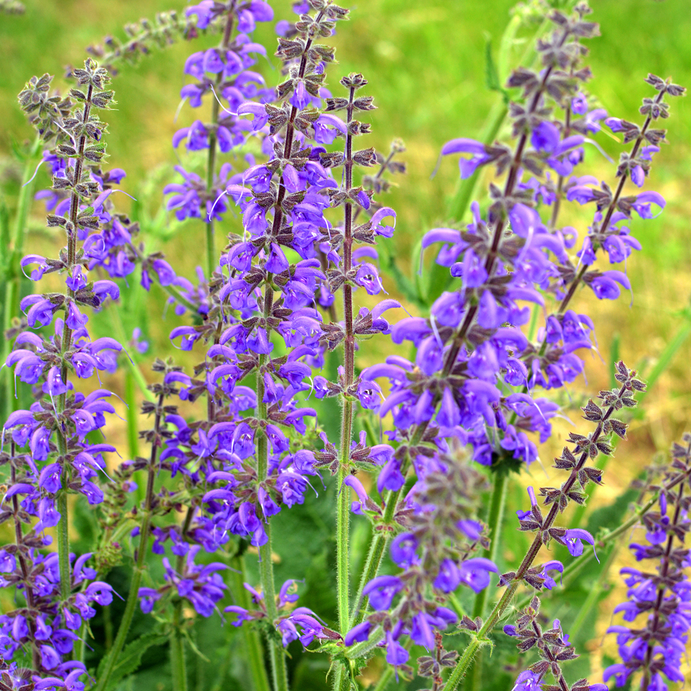 Sage – Broad Leaf (15-20 Seeds)