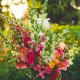 Snapdragon - Magic Carpet Mix (150-200 Seeds)
