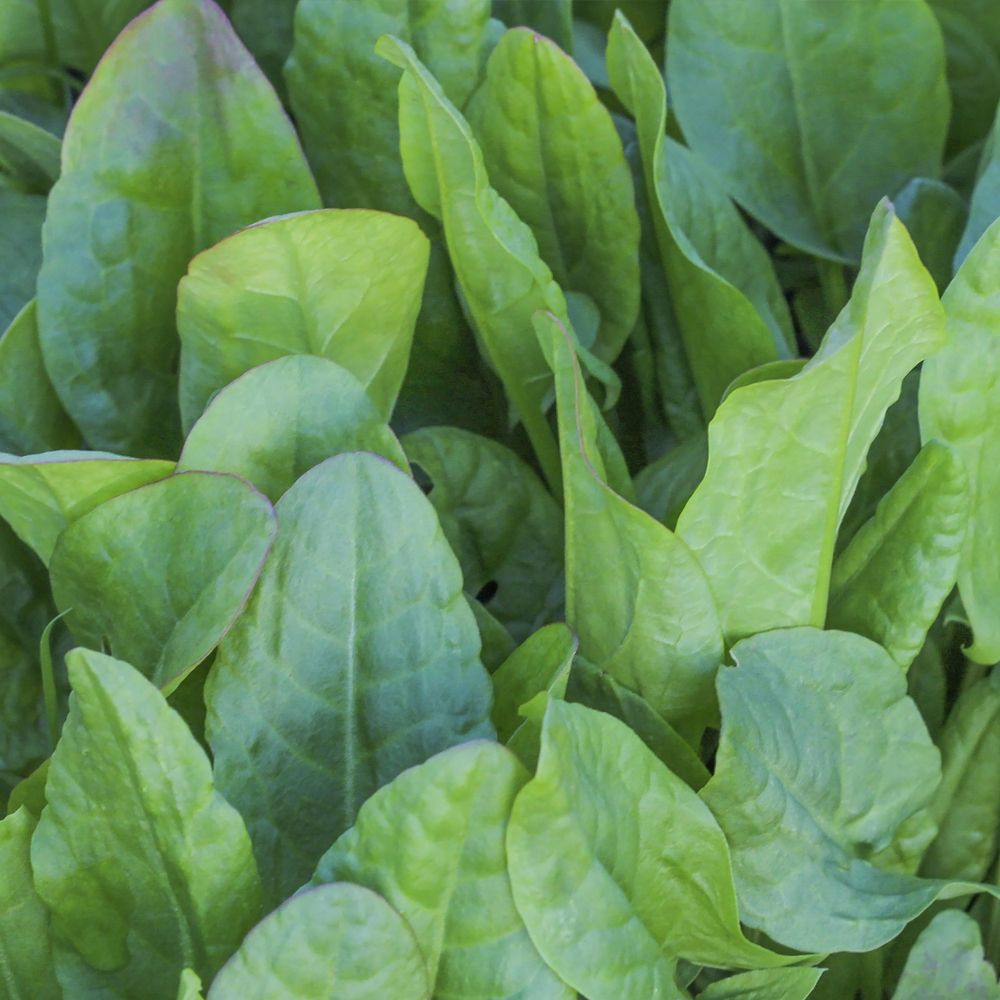 Sorrel – Large Leaf  (120-150 Seeds)