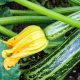 Squash - Cocozelle Zucchini Summer  (6-8 Seeds)