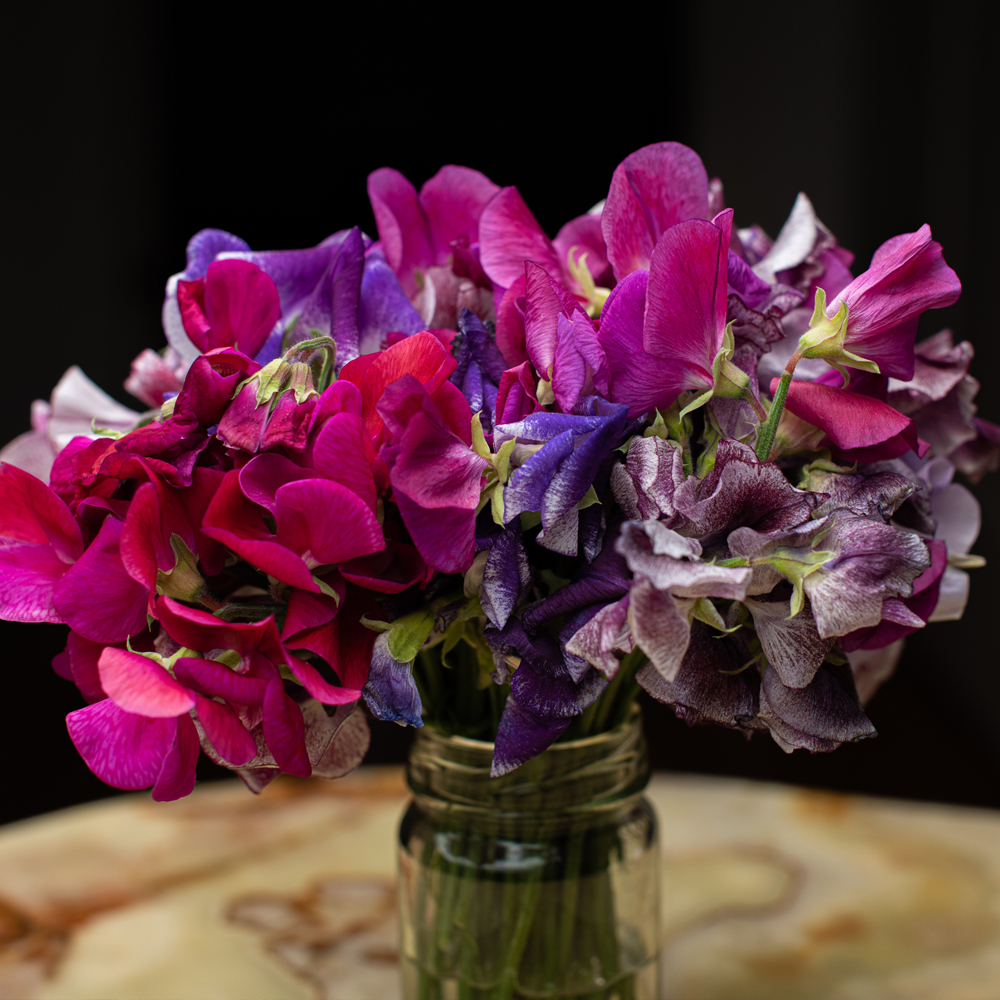 Sweet Pea – Bijou Dwarf Mix (8-10 Seeds)