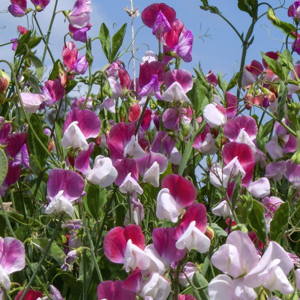 Sweet Pea - Little Sweetheart Dwarf Mix  (8-10 Seeds)