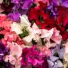 Sweet Pea - Old Spice Mix (8-10 Seeds)
