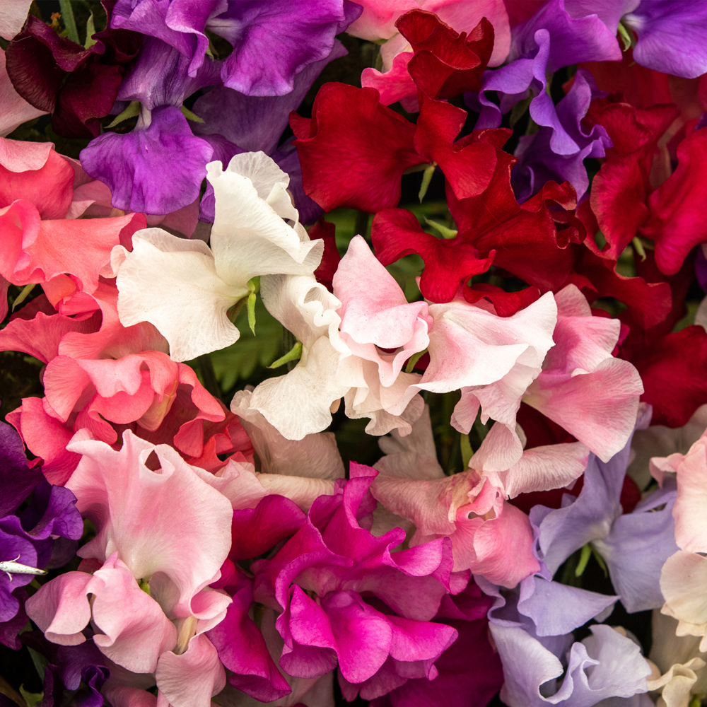 Sweet Pea – Old Spice Mix (8-10 Seeds)