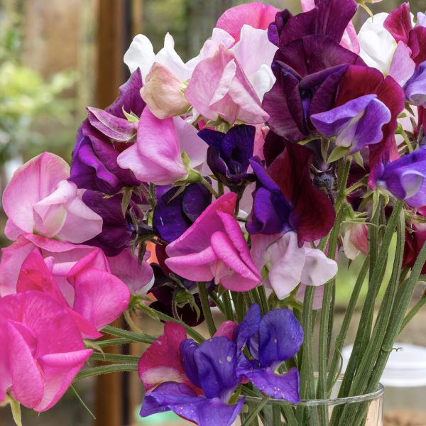 Sweet Pea - Old Spice Mix (8-10 Seeds)
