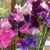 Sweet Pea - Old Spice Mix (8-10 Seeds)