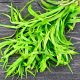 Tarragon - Russian (120-150 Seeds)