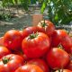 Tomato - Salad - Moneymaker (16-18 Seeds)