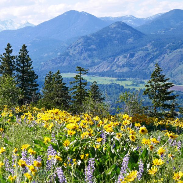 North American Native Wildflower Seed Mix (1.5-2.5 Sq Ft)